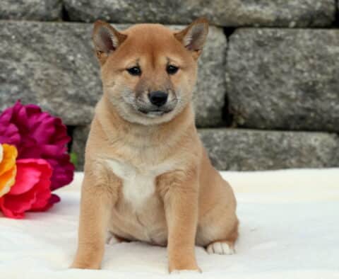 Young red Shiba Inu puppy sitting on a white blanket with vibrant red and yellow flowers and a stone wall backdrop.