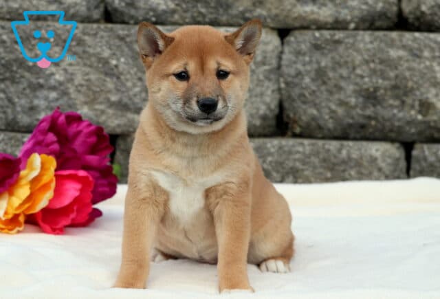Cookie Shiba Inu image
