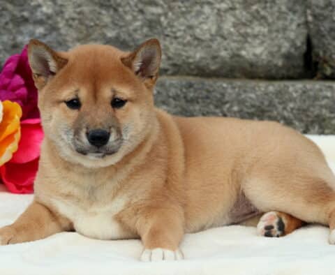 Cookie Shiba Inu2