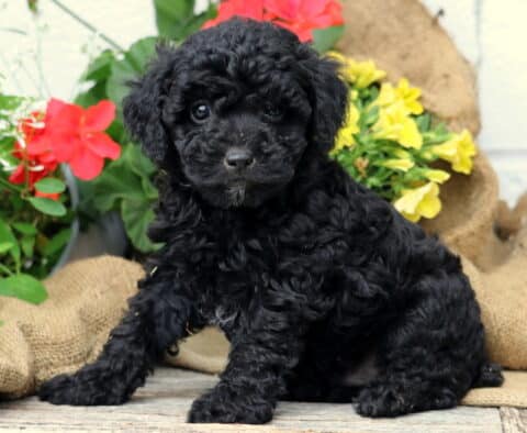Cooper Mini Poodle