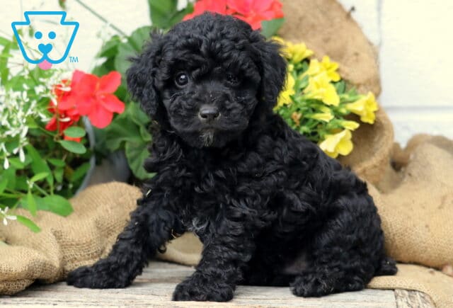 Cooper Mini Poodle image