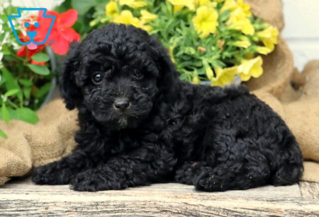 Cooper Mini Poodle2 image