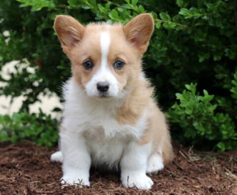 Cora Corgi