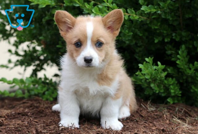 Bright-eyed tan and white Corgi puppy sitting attentively on mulch, framed by neatly trimmed green bushes and a softly lit background wall. image