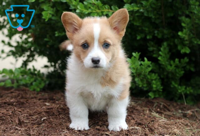 Charming tan and white Corgi puppy standing squarely on mulch with a curious expression, ears perked up and greenery softly framing the background. image