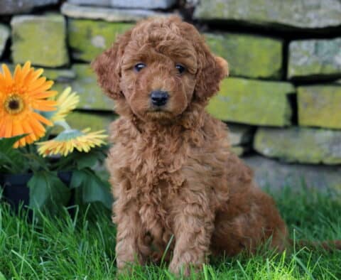 Cora Mini Goldendoodle