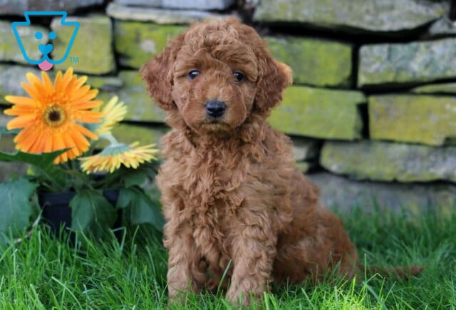 Cora Mini Goldendoodle image