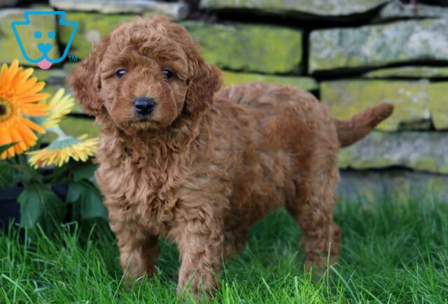 Cora Mini Goldendoodle2 image