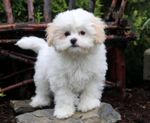 Cora Shichon Retake