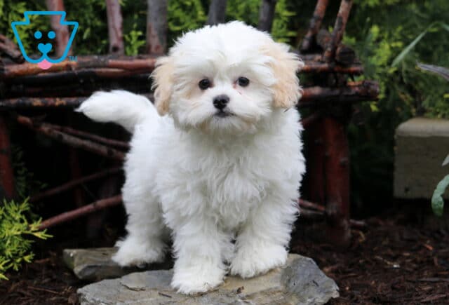 Fluffy Shichon puppy with a white coat and light tan ears standing on a stone path in a garden, surrounded by greenery and rustic wooden fencing. image