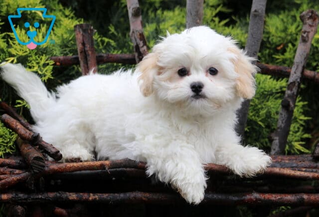 Cora Shichon Retake2 image
