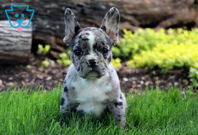 Striking blue merle French Bulldog puppy sits attentively in the grass, showing off its unique speckled coat and upright ears. image