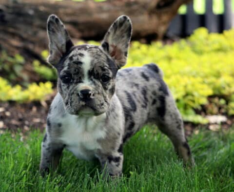 Cory Frenchie Retake2