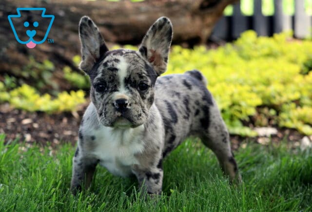 Beautiful blue merle French Bulldog puppy stands alert in the grass, displaying a bold pattern and a confident stance. image