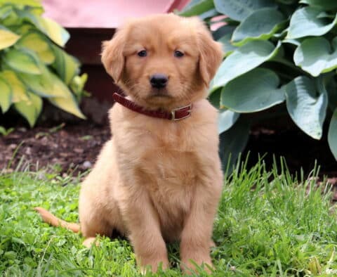 Cowboy Golden Retriever
