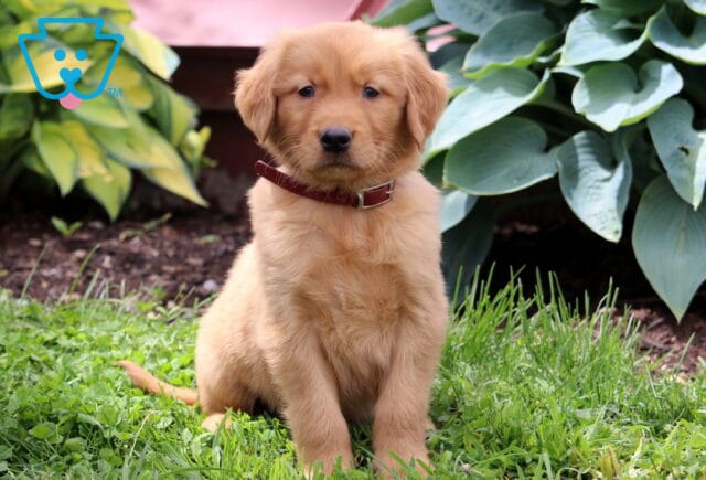 Cowboy Golden Retriever image
