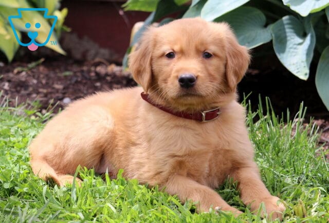 Cowboy Golden Retriever2 image
