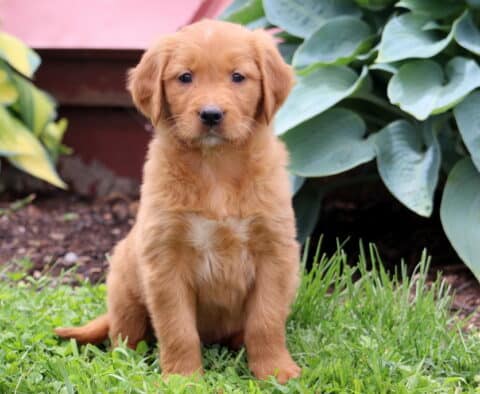 Cricket Golden Retriever