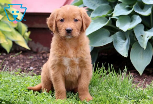 Cricket Golden Retriever image