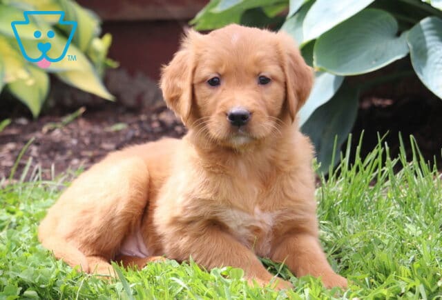 Cricket Golden Retriever2 image