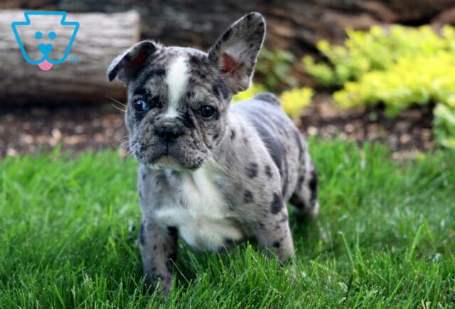 Merle French Bulldog puppy with a white chest and one floppy ear stands alert in the grass with a curious expression. image
