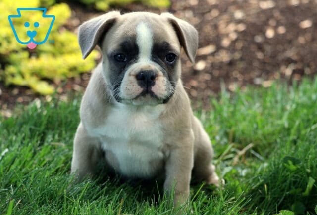 Adorable fawn and white French Bulldog sits attentively in the grass, showing off a round face and expressive eyes. image