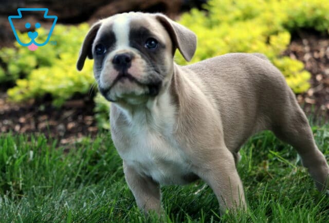 Cubby Frenchie Retake2 image