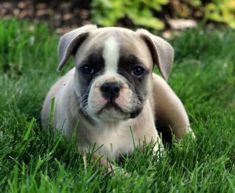 Cubby Frenchie Retake3
