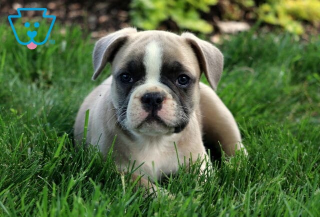 Cubby Frenchie Retake3 image