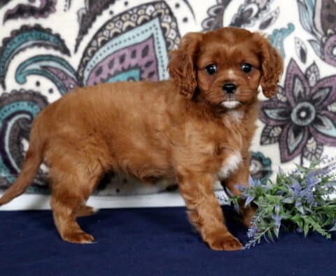 Cutie Cavapoo