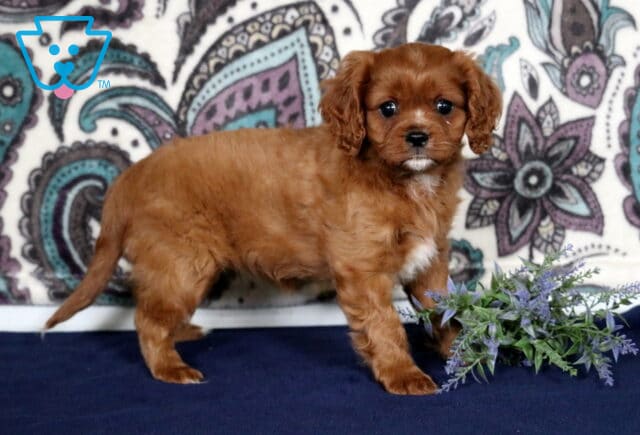Cutie Cavapoo image