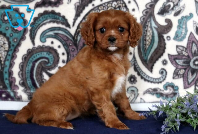 Cutie Cavapoo2 image