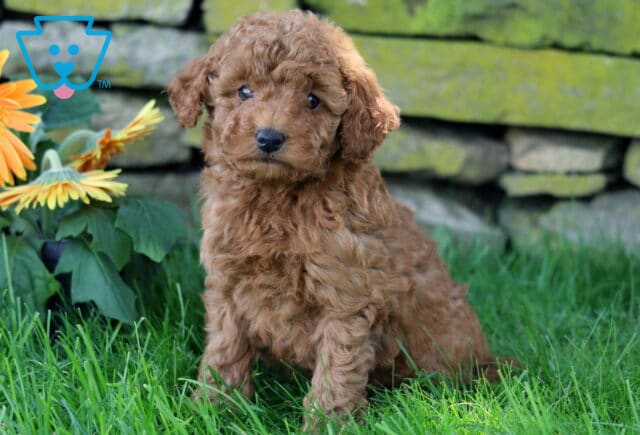 Cutie Mini Goldendoodle image