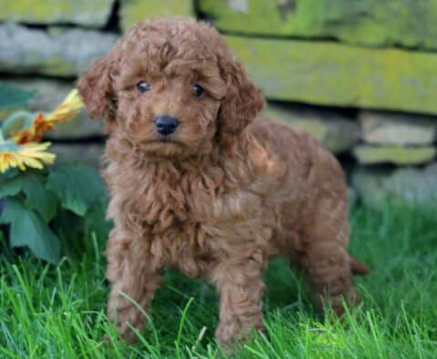 Cutie Mini Goldendoodle2