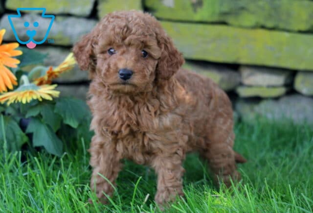 Cutie Mini Goldendoodle2 image