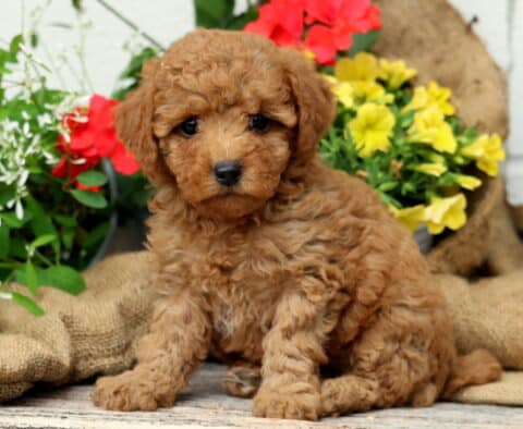 Cynthia Mini Poodle