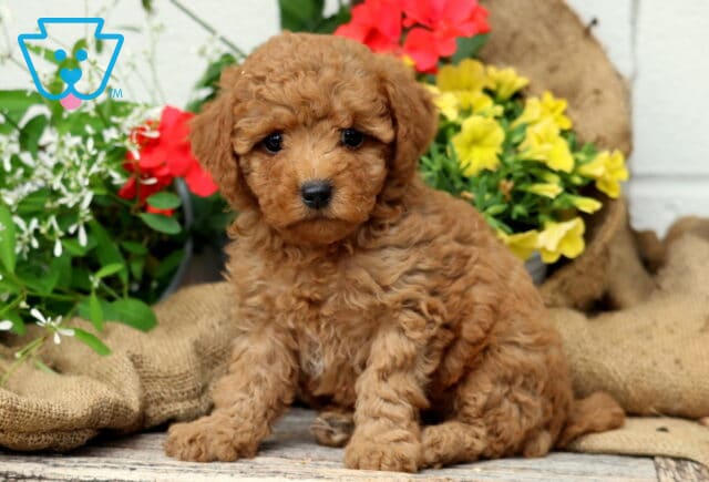 Cynthia Mini Poodle image