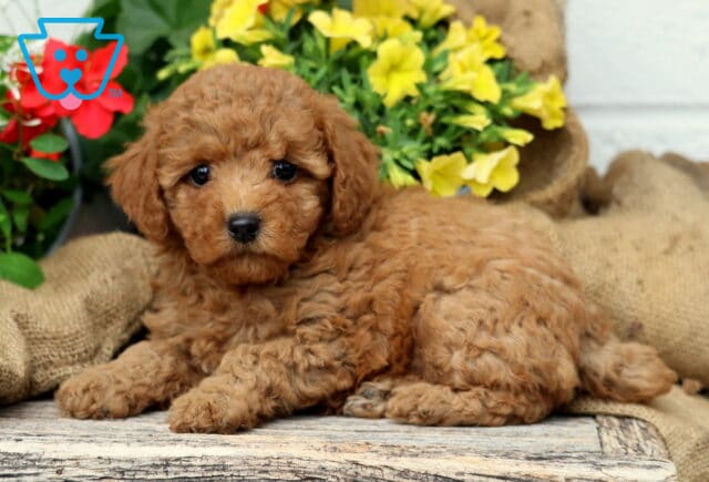 Cynthia Mini Poodle2 image