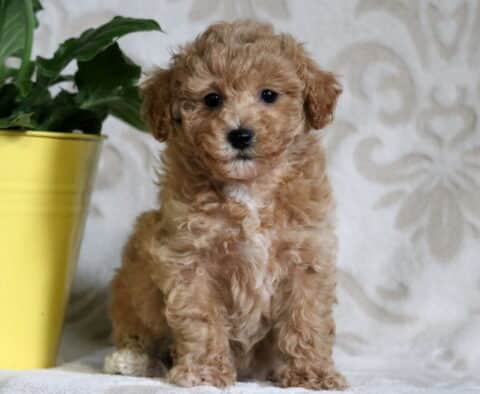 Rich apricot Bichpoo puppy sitting upright on a soft, light-patterned blanket beside a yellow pot, showing off its curly coat and bright eyes.