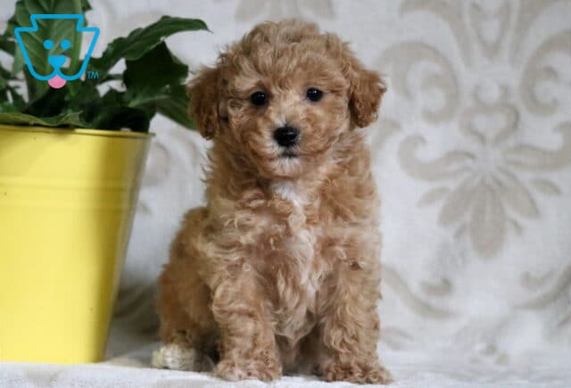Rich apricot Bichpoo puppy sitting upright on a soft, light-patterned blanket beside a yellow pot, showing off its curly coat and bright eyes. image