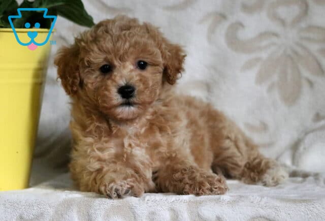 Apricot Bichpoo puppy with a fluffy, curly coat lying down beside a yellow pot, set against a soft, patterned background with a calm expression. image