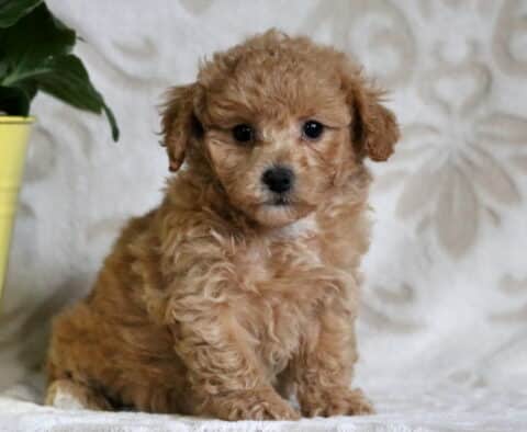 Apricot Bichpoo puppy sitting on a plush, patterned blanket next to a yellow flower pot, with soft curls and a sweet, curious face.