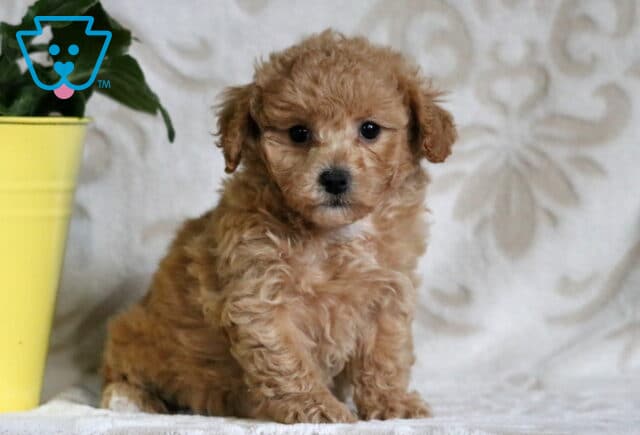 Apricot Bichpoo puppy sitting on a plush, patterned blanket next to a yellow flower pot, with soft curls and a sweet, curious face. image