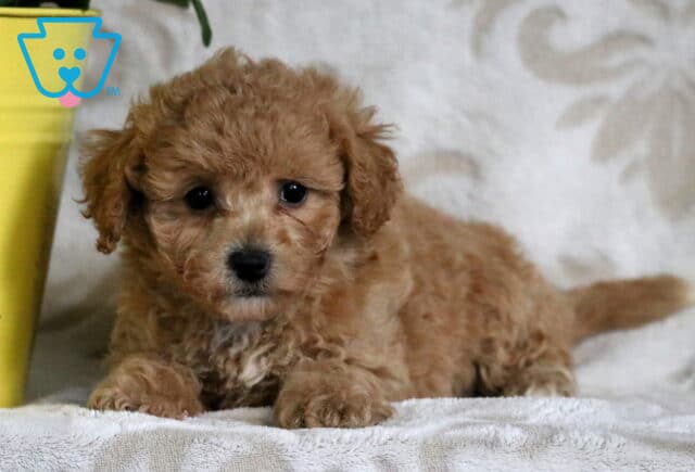 Curly-coated apricot Bichpoo puppy laying on a soft blanket next to a yellow pot, looking up sweetly with bright, dark eyes. image