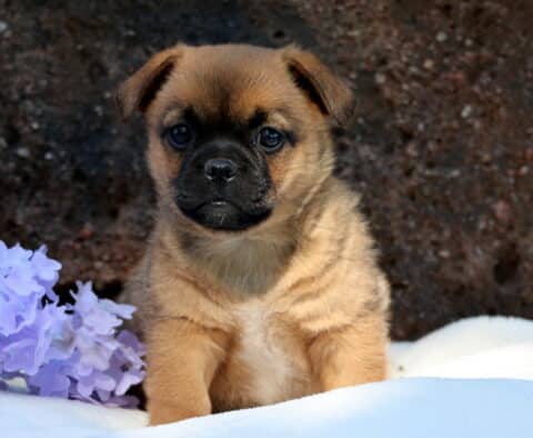 Jug puppy sitting upright on a soft white blanket with light purple flowers to the side, showing off a tan coat and dark muzzle with a confident gaze.