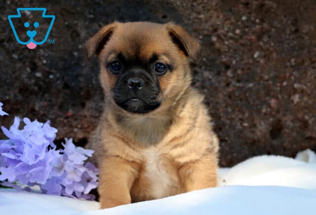 Jug puppy sitting upright on a soft white blanket with light purple flowers to the side, showing off a tan coat and dark muzzle with a confident gaze. image