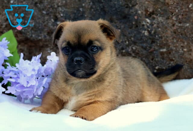 Sweet Jug puppy lying on a soft white surface with light purple flowers behind, showing a smooth tan coat and a black face with gentle eyes. image