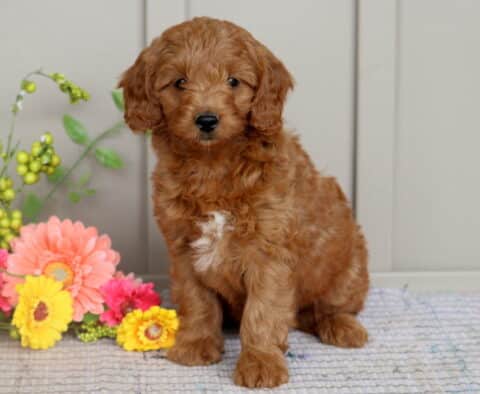Mini Goldendoodle puppy with a soft reddish-brown coat and a small white patch on its chest sitting upright next to bright pink and yellow flowers on a rug.