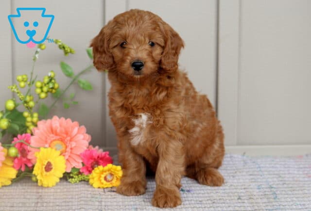 Mini Goldendoodle puppy with a soft reddish-brown coat and a small white patch on its chest sitting upright next to bright pink and yellow flowers on a rug. image