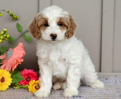 Mini Goldendoodle puppy with a wavy white coat and caramel-colored ears sitting on a rug beside a bunch of bright artificial flowers against a gray wall.